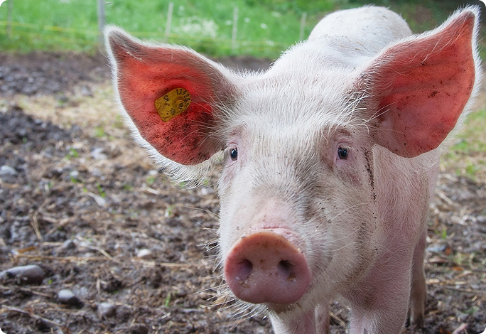 Vehicles Play Important Role in PRRSV Transmission