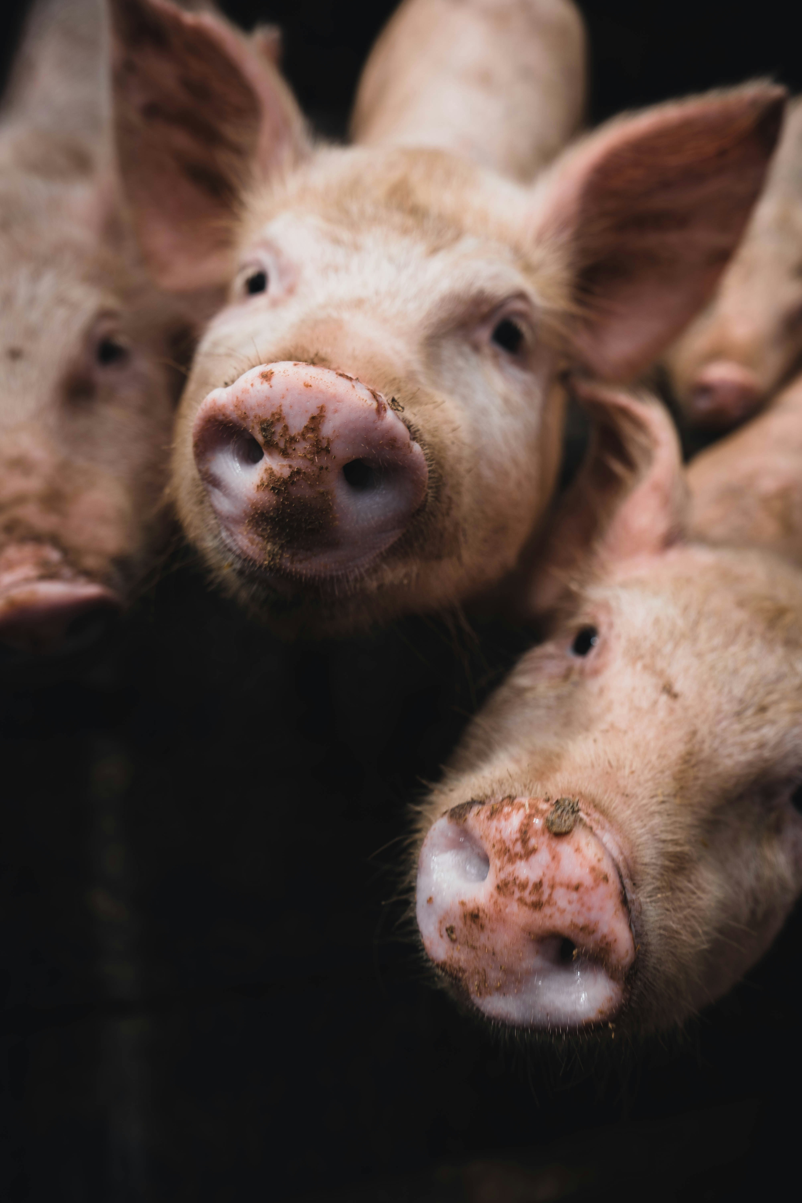 Sampling, Lab Capacity Could be Weak Links in African Swine Fever Outbreak